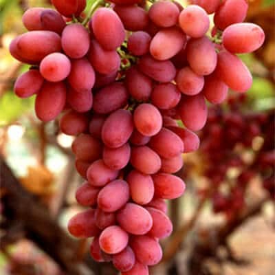 CRIMSON SEEDLESS 1 CRIMSON SEEDLESS 1