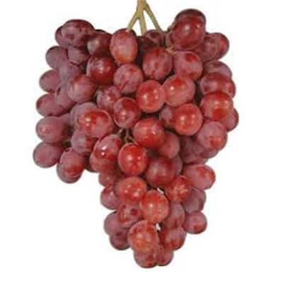 FLAME SEEDLESS 1 FLAME SEEDLESS 1