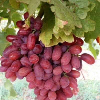 LONG CRIMSON SEEDLESS 1 LONG CRIMSON SEEDLESS 1