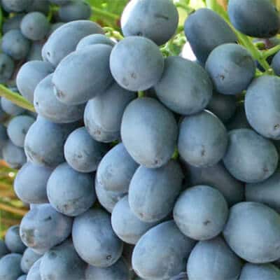 Melody seedless 1 Melody seedless 1