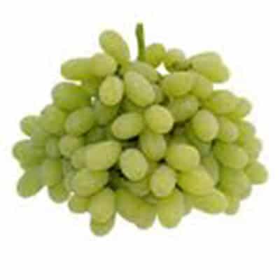 PRISTINE SEEDLESS 1 PRISTINE SEEDLESS 1