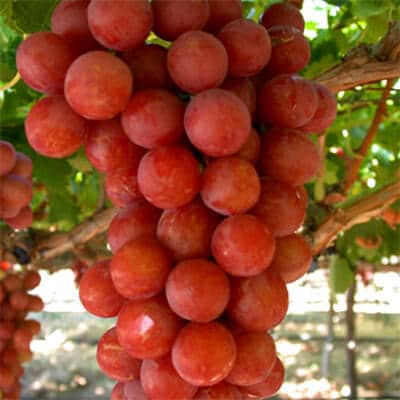 RALLI SEEDLESS 1 RALLI SEEDLESS 1