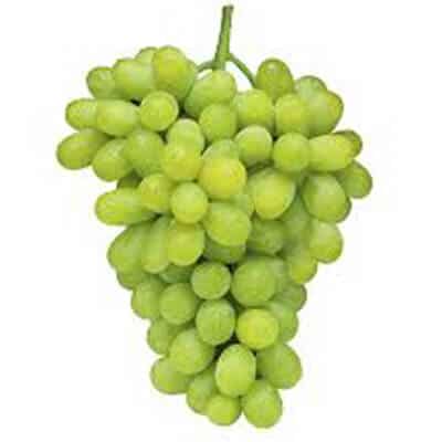 THOMPSON SEEDLESS THOMPSON SEEDLESS
