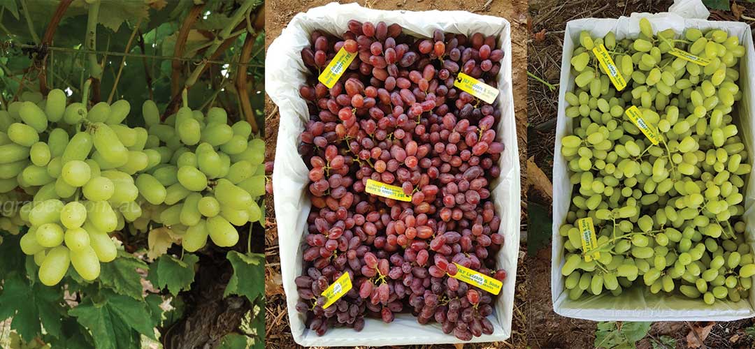 2018 Australian Table Grape Harvest Lazzara Grapes
